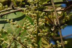 Buchanania cochinchinensis